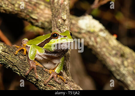 Pine Barrens Laubfrosch - Hyla andersonii Stockfoto