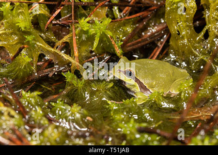 Pine Barrens Laubfrosch - Hyla andersonii Stockfoto