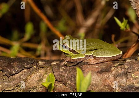 Pine Barrens Laubfrosch - Hyla andersonii Stockfoto