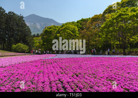 Blick auf Rosa Moss (Shibazakura, Phlox subulata) Blüte an Hitsujiyama Park. Die Shibazakura Festival in Chichibu Stadt, Saitama, Japan Stockfoto