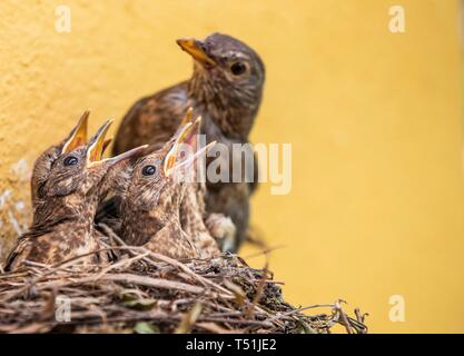 Amsel (Turdus merula) mit betteln Küken in Nest, Nordrhein-Westfalen, Deutschland Stockfoto