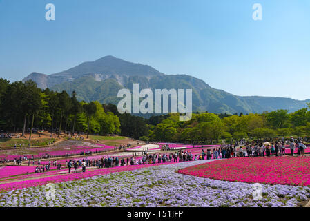 Blick auf Rosa Moss (Shibazakura, Phlox subulata) Blüte an Hitsujiyama Park. Die Shibazakura Festival in Chichibu Stadt, Saitama, Japan Stockfoto