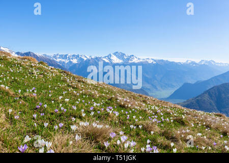 Crocus Blumen in voller Blüte, die Cima Rosetta, Val Gerola, Bergamasker Alpen, Valtellina, Sondrio Provinz, Lombardei, Italien Stockfoto