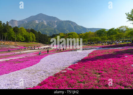 Blick auf Rosa Moss (Shibazakura, Phlox subulata) Blüte an Hitsujiyama Park. Die Shibazakura Festival in Chichibu Stadt, Saitama, Japan Stockfoto