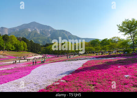 Blick auf Rosa Moss (Shibazakura, Phlox subulata) Blüte an Hitsujiyama Park. Die Shibazakura Festival in Chichibu Stadt, Saitama, Japan Stockfoto