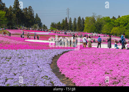 Blick auf Rosa Moss (Shibazakura, Phlox subulata) Blüte an Hitsujiyama Park. Die Shibazakura Festival in Chichibu Stadt, Saitama, Japan Stockfoto