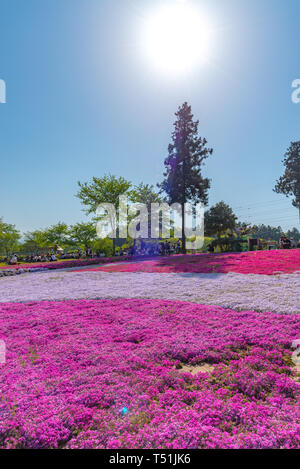 Blick auf Rosa Moss (Shibazakura, Phlox subulata) Blüte an Hitsujiyama Park. Die Shibazakura Festival in Chichibu Stadt, Saitama, Japan Stockfoto