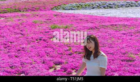 Blick auf Rosa Moss (Shibazakura, Phlox subulata) Blüte an Hitsujiyama Park. Die Shibazakura Festival in Chichibu Stadt, Saitama, Japan Stockfoto