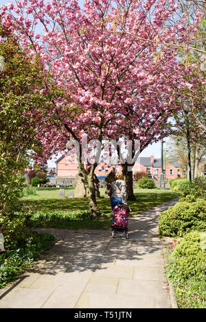 Hucknall Kirche im Frühjahr Dame gehen unter Pink Cherry Tree. Stockfoto