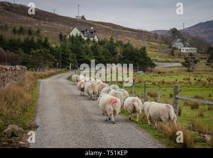 Schafe auf der Straße, Altandhu, Summer Isles, Westküste von Schottland. Stockfoto