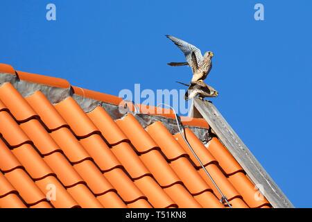 Gemeinsame Turmfalken (Falco tinnunculus), die Kopplung auf Ziegeldach, Schleswig-Holstein, Deutschland Stockfoto