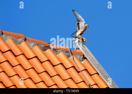 Gemeinsame Turmfalken (Falco tinnunculus), die Kopplung auf Ziegeldach, Schleswig-Holstein, Deutschland Stockfoto