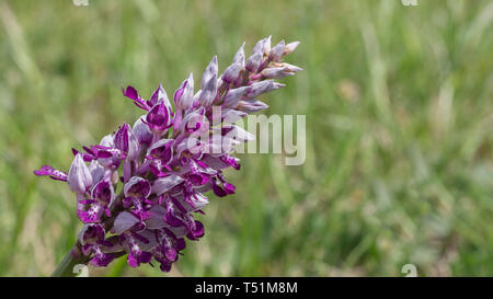 Orchideen Orchis militaris Stockfoto