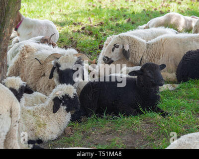 Schafherde auf der Weide Stockfoto