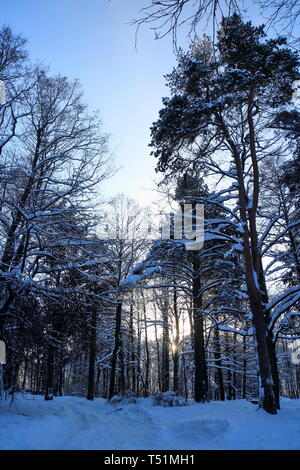 Sonnenuntergang im Winter verschneite Wald Stockfoto