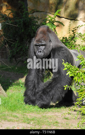 Westlicher Flachlandgorilla, Westliche Flachlandgorilla, Gorilla gorilla Gorilla, nyugati síkvidéki Gorilla Stockfoto