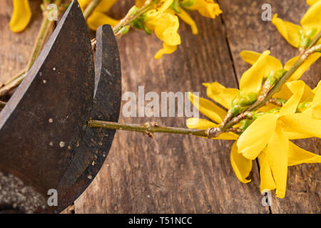 Pruner zum Schneiden von Büschen und forsythia Zweige auf einen hölzernen Tisch. Schneiden Sträucher im Frühjahr. Der dunkle Hintergrund. Stockfoto