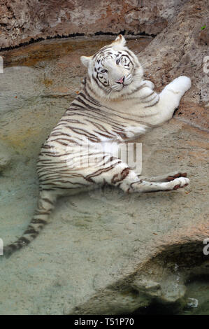 Weißer Tiger oder gebleicht Tiger, Bengal Tiger, Erklaerung, Panthera tigris, Fehér tigris Tigris, királytigris bengáli Stockfoto