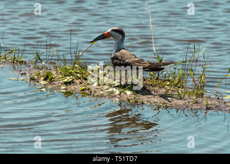 2019, Januar. Florianopolis, Brasilien. Exotische Vögel, schwarz Skimmer, Rynchops niger, stehend an der Lagoa da Chica. Stockfoto