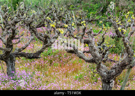 Alte Leitungen und junge Pflänzchen der Rebsorten von Pflanzen in den Zeilen im Weinberg und Feder wilde Blumen, die Weinproduktion in Griechenland Stockfoto