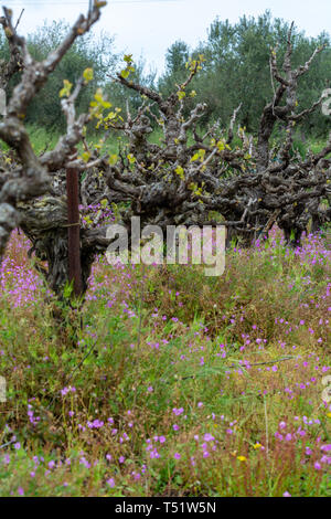 Alte Leitungen und junge Pflänzchen der Rebsorten von Pflanzen in den Zeilen im Weinberg und Feder wilde Blumen, die Weinproduktion in Griechenland Stockfoto