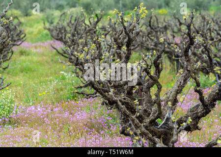 Alte Leitungen und junge Pflänzchen der Rebsorten von Pflanzen in den Zeilen im Weinberg und Feder wilde Blumen, die Weinproduktion in Griechenland Stockfoto