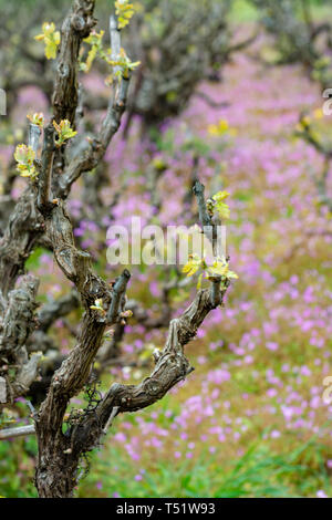 Alte Leitungen und junge Pflänzchen der Rebsorten von Pflanzen in den Zeilen im Weinberg und Feder wilde Blumen, die Weinproduktion in Griechenland Stockfoto