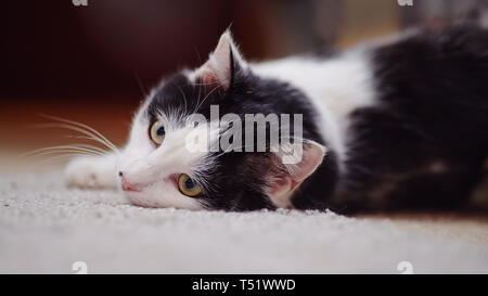 Portrait weiß mit schwarzen die Hauskatze liegen auf einer Etage. Stockfoto