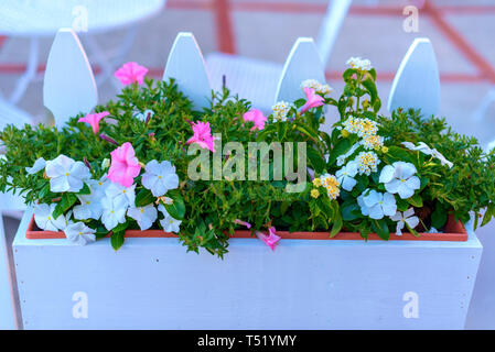 Holz- straße Pflanzerkasten mit rosa und weißen Blüten. Stockfoto