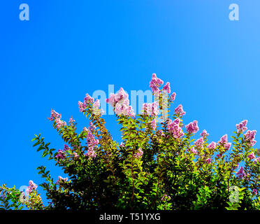 Grüner Baum mit rosa Blüten vor blauem Himmel. Stockfoto