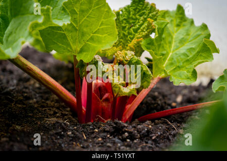 Hellen roten Rhabarber wächst bei Tageslicht, in einem Garten, von einer Rhabarber Krone. Rhabarberstengeln angezeigt mit grossen Blättern, mit Oxalsäure. Stockfoto