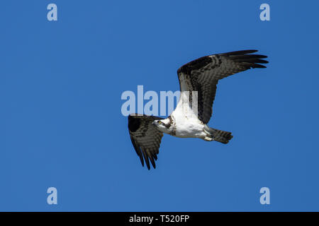 Eine osprey schwingt sich in den strahlend blauen Himmel im Norden von Idaho. Stockfoto