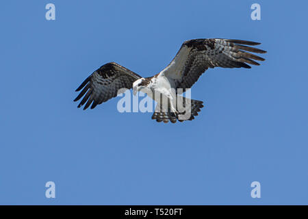 Eine osprey schwingt sich in den strahlend blauen Himmel im Norden von Idaho. Stockfoto