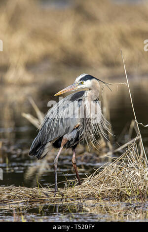 Ein Porträt Art Foto einer Great Blue Heron von Hauser See im Norden von Idaho. Stockfoto