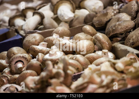 Agaricus bisporus oder Braun gemeinsame Pilze für den Verkauf auf dem kanadischen Markt in Montreal, Quebec. Dieser Pilz ist auch unter dem Namen Champignon de p genannt Stockfoto