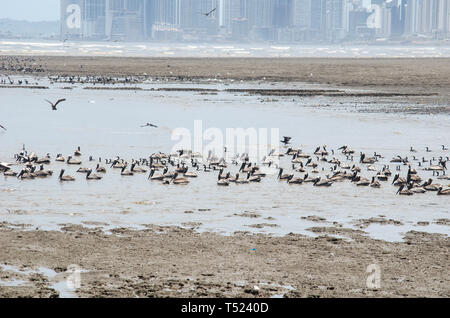Panama Bay auf der Küstenlinie von matías Hernández Mündung an der Costa del Este in Panama Stockfoto