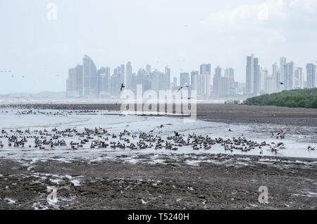 Panama Bay auf der Küstenlinie von matías Hernández Mündung an der Costa del Este in Panama Stockfoto