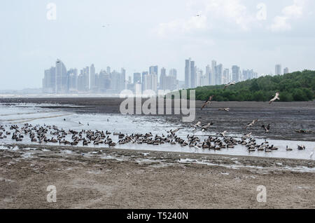 Panama Bay auf der Küstenlinie von Juan Diaz River Mouth an der Costa del Este in Panama Stockfoto