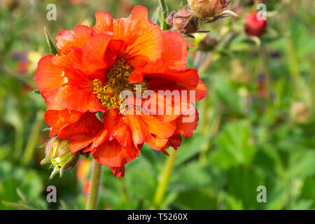 Avens Geum Scarlet tempest Stockfoto