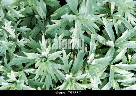 Artemisia Ludoviciana 'Valerie Finnis' Stockfoto