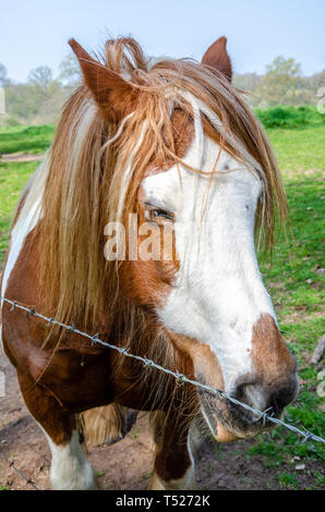 Das Porträt eines braunen und weißen Pferd. Stockfoto