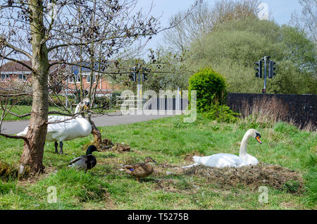 Ein paar weiße Höckerschwäne haben in der Nähe des Oberen Sees in der Ortschaft Perton in der Nähe von Wolverhampton in South Staffordshire verschachtelt. Stockfoto