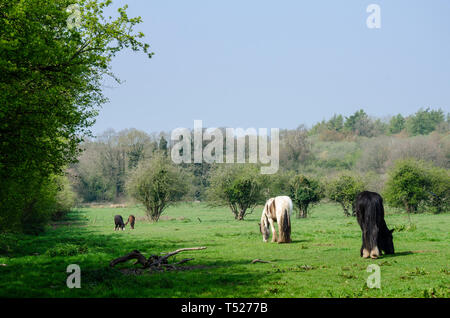 Pferde grasen in einem üppigen, grünen Feld im Frühling in der South Staffordshire Landschaft. Stockfoto