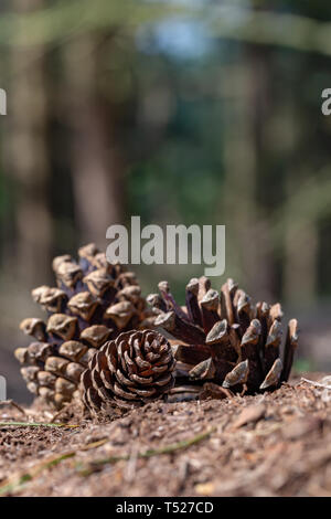 Drei kiefernzapfen auf dem Boden in Newton-le-Willows Tannen, Warrington, Cheshire, England liegen Stockfoto