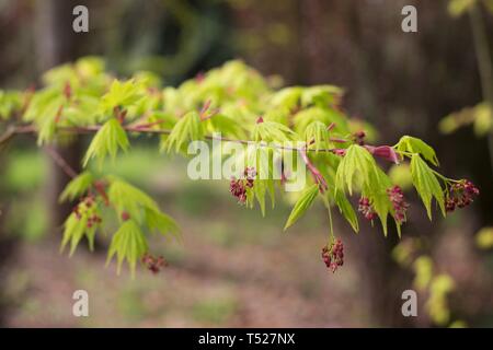 Acer shirasawanum 'Jordanien' Japanischer Ahorn Baum an der Oregon Garten in Silverton, Oregon, USA. Stockfoto