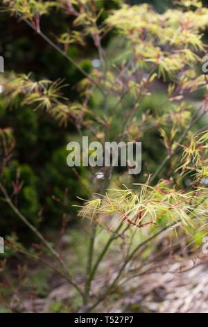 Acer palmatum 'Villa Taranto Japanischer Ahorn Baum an der Oregon Garten in Silverton, Oregon, USA. Stockfoto