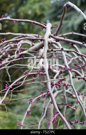 Cercis canadensis 'Ruby Falls 'redbud Baum an der Oregon Garten in Silverton, Oregon, USA. Stockfoto