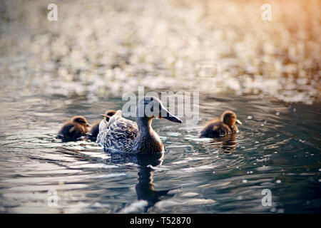 Die Ente mit Küken schwimmt in den Abend in den See. Stockfoto
