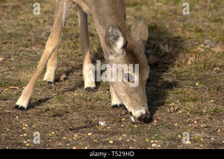 In der Nähe von Hirsch Gesicht Essen Mais Im Hof Stockfoto