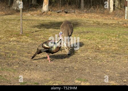 Ein Tom Türkei Spaziergänge in der Nähe mit einem Doe Essen Stockfoto